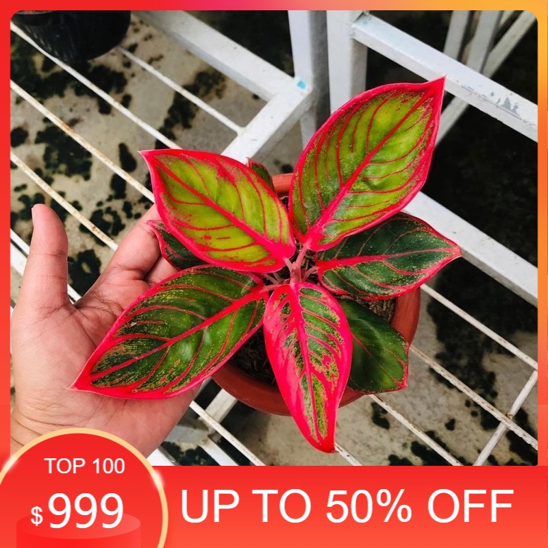 Bonggol aglonema Khanza bertunas