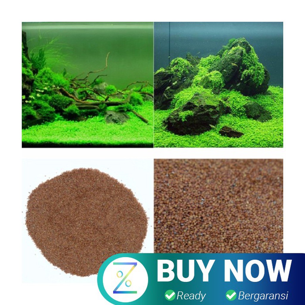 Bibit Rumput Air Dekorasi Aquarium Landscape Ornament - H0027