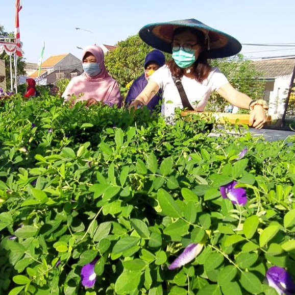 10 Bibit Bunga Telang Ungu Benih Tanaman Bunga Telang Non Tumpuk Mudah Tumbuh Unggul Berkualitas