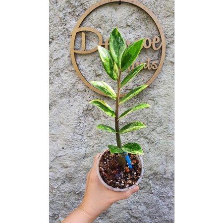 zamia furfuracea kulkas varigata