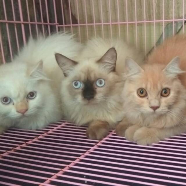 desyratnasariyuniarti