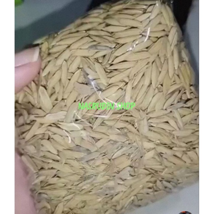 

[Fresh] PADI LADANG SAWAH PADI KERING BIJI PADI UTUH BIJI PADI KERING SUDAH KARANTINA