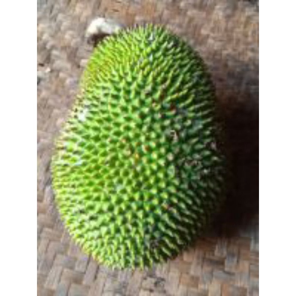 

kluwe di unduh dari pohonya