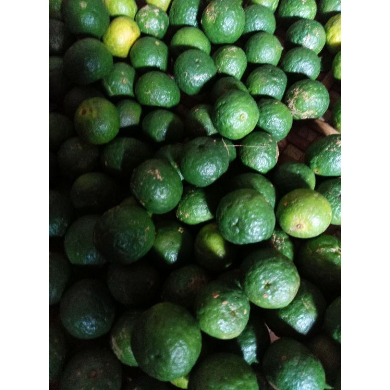 

jeruk purut /baru petik