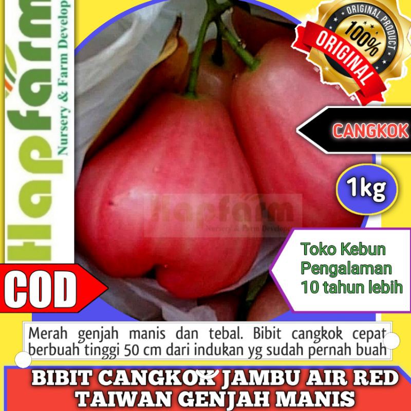 BIBIT CANGKOK JAMBU AIR MANIS RED TAIWAN INDUKAN SUDAH SERING BERBUAH