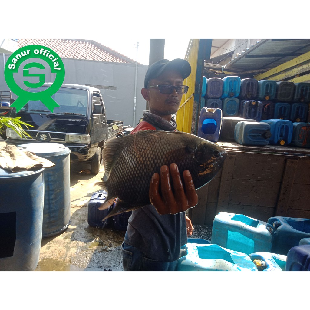 

IKAN GURAME SEGAR