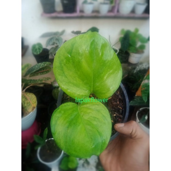 MANJULA MINT/MANJULA MUTASI