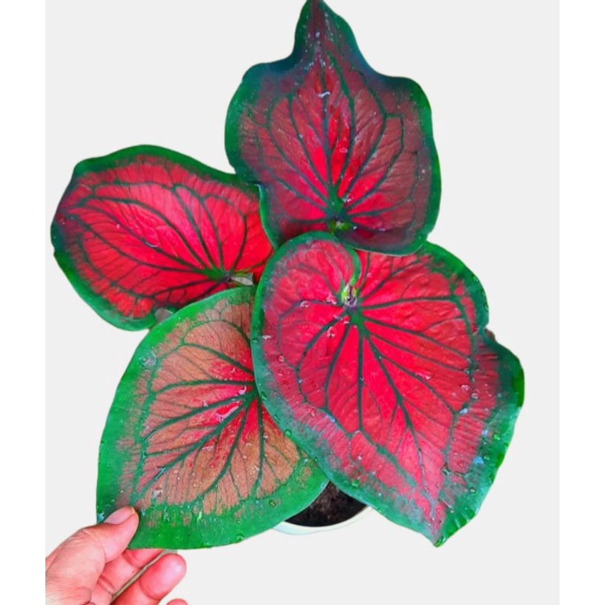 TANAMAN HIAS CALADIUM TAMBUNA KELADI TAMBUNA