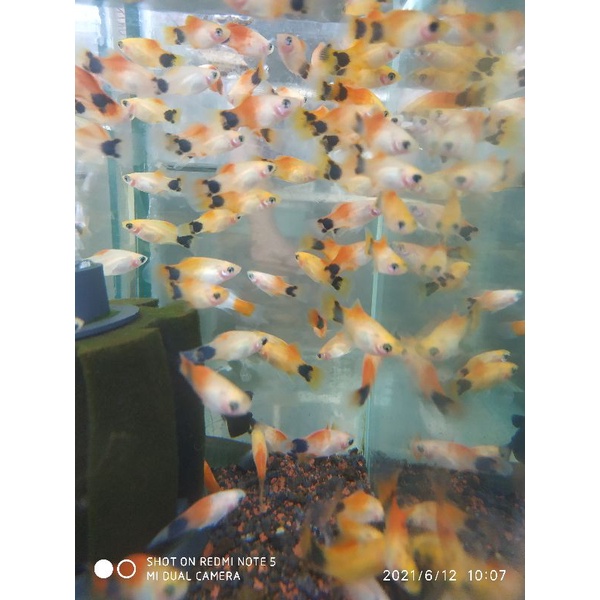 ikan molly caroline / molly mickey mouse / platy caroline