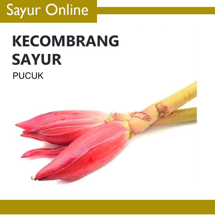 

KECOMBRANG SAYUR - FRESH [1 Pcs]