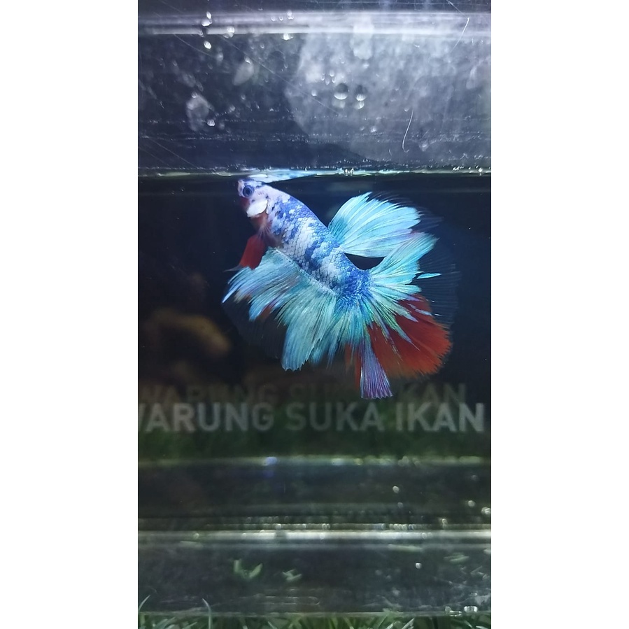CUPANG HALFMOON CANDY MULTICOLOR 100% REALPICT (KODE HM01)
