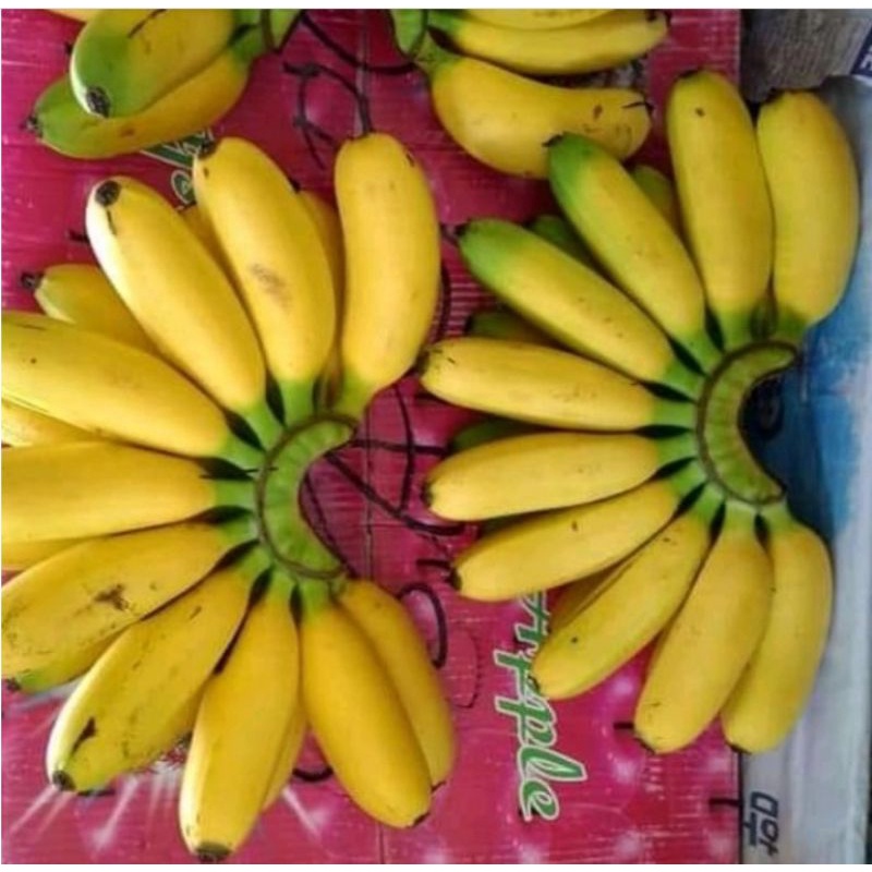 

Pisang Banten super