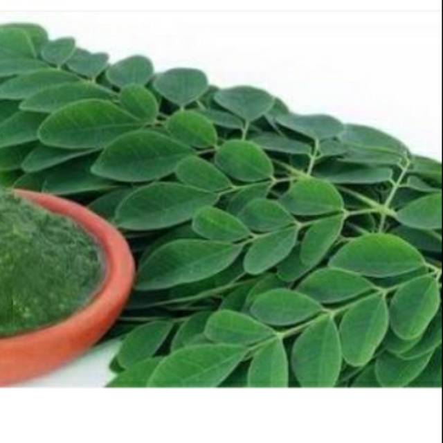 

Daun kelor 1 ikat 100 grm fresh d petik jika ada pesanan