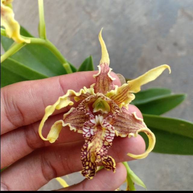 seedling up remaja dendrobium spectabile