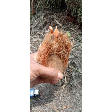 tunas Minion kelapa Wulung