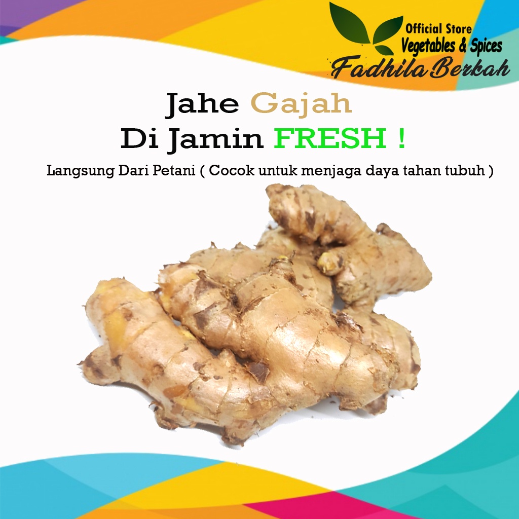 

Jahe Gajah Jumbo super Besar sedang medan 100gr