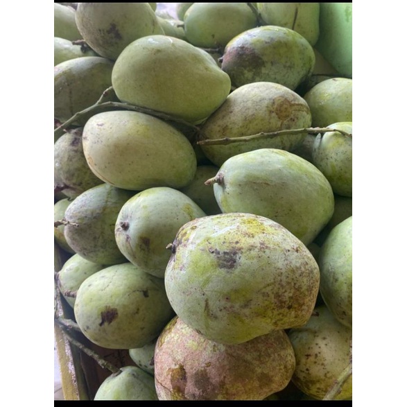 

buah mangga indramayu 1kg