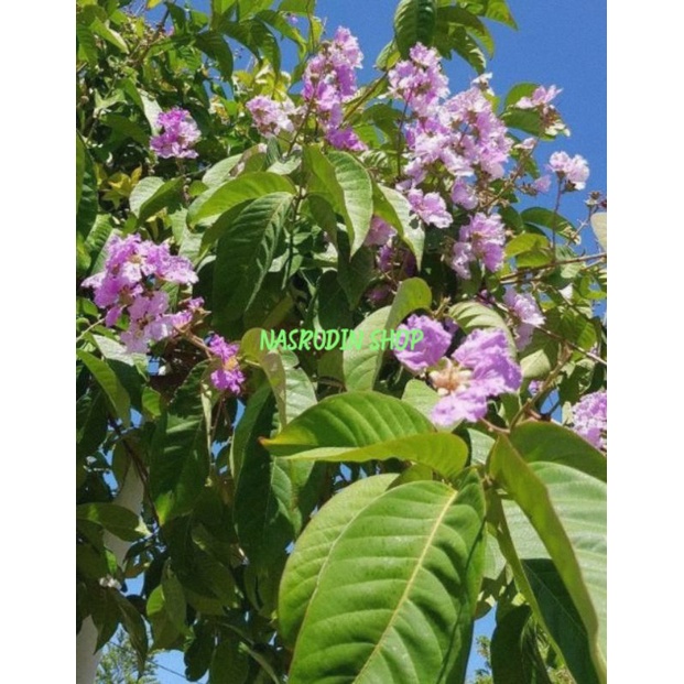 

DAUN BUNGUR 100 LEMBAR SEGAR LANGSUNG PETIK | LAGERSTROEMIA SPECIOSA | GIANT CREPE-MYRTLE | QUEEN'S CREPE-MYRTLE | BANABA PLANT | KEBANGGAAN INDIA