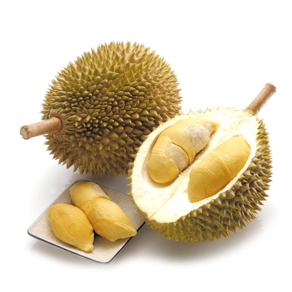 Bibit durian kani chanee okulasi