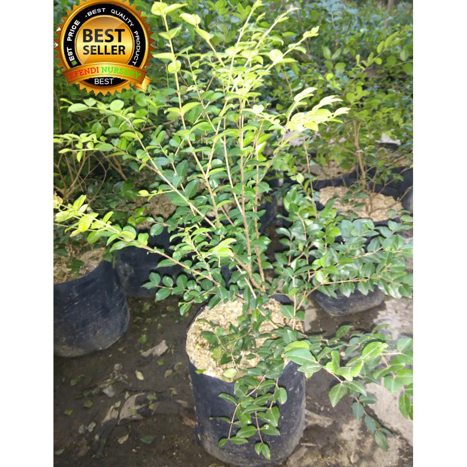 Bibit Tanaman Anggur Berazil G3P