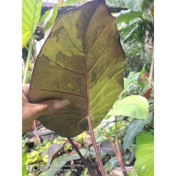 alocasia plumbea variegata