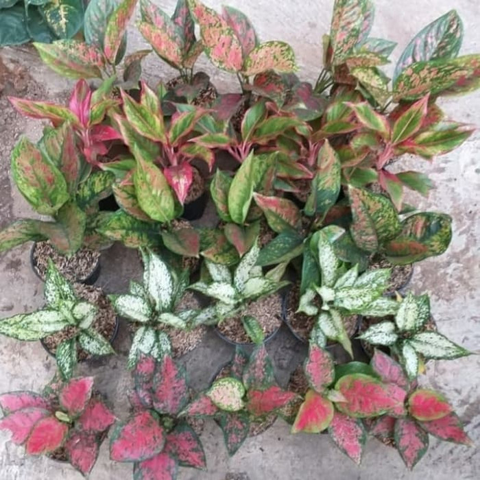 Paket 25 Bunga Aglonema Tanaman Hias 25jenis TERLARIS
