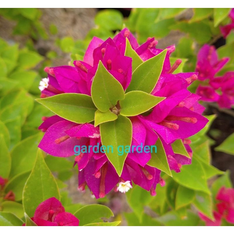 tanaman hias Bougenville Singapura