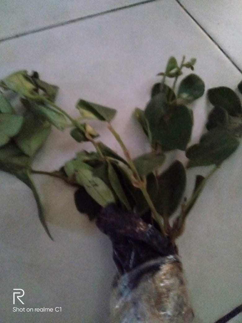 Bibit Tanaman Episcia Mutiara -epicia Mutiara - Tanaman Hias Bunga Fittonia Albivenis Green.