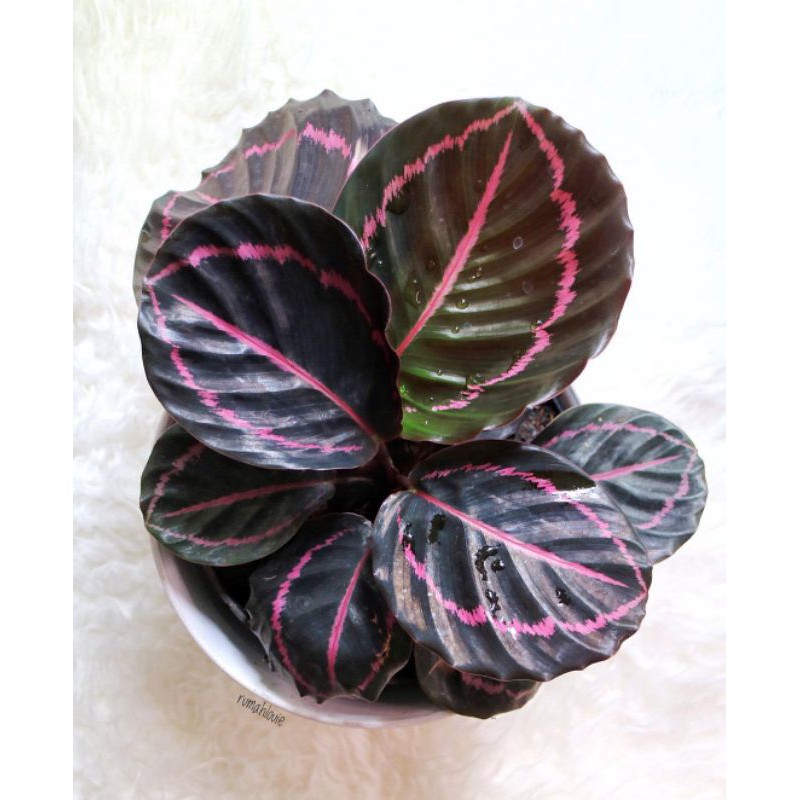 Calathea black lipstik - hiasan taman - tanaman calathea - calathea black lipstik.