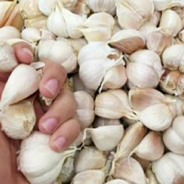 

Bawang putih kating super murah