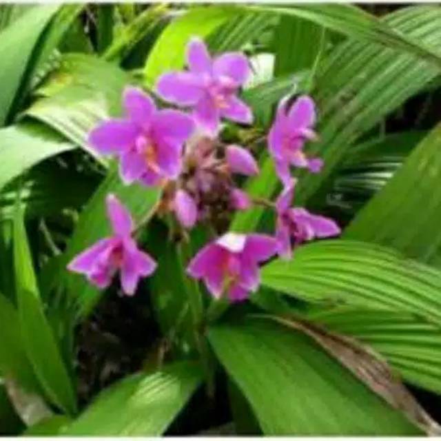 Tanaman hias angrek -anggrek tanah