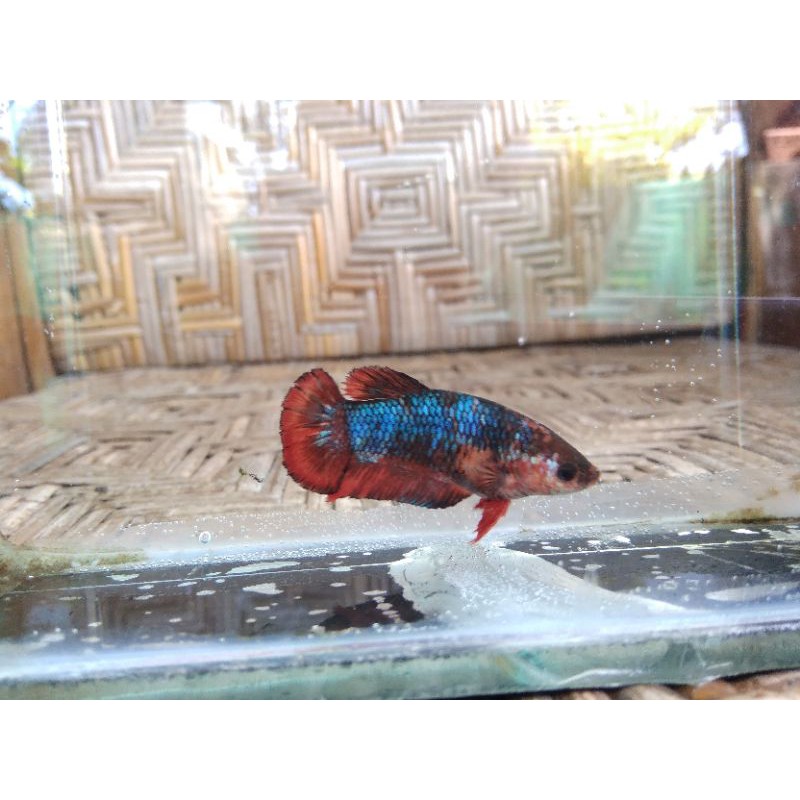 ikan cupang hias betta female koi galaxy anakan multicolor gratis packing, free packing