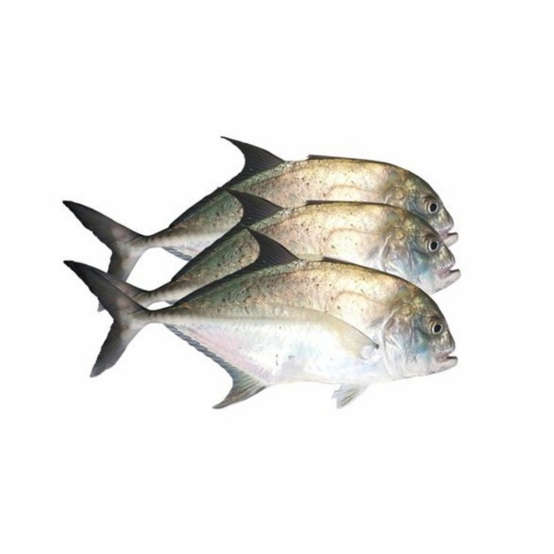 

Ikan Kuwe Fresh 1 Kg