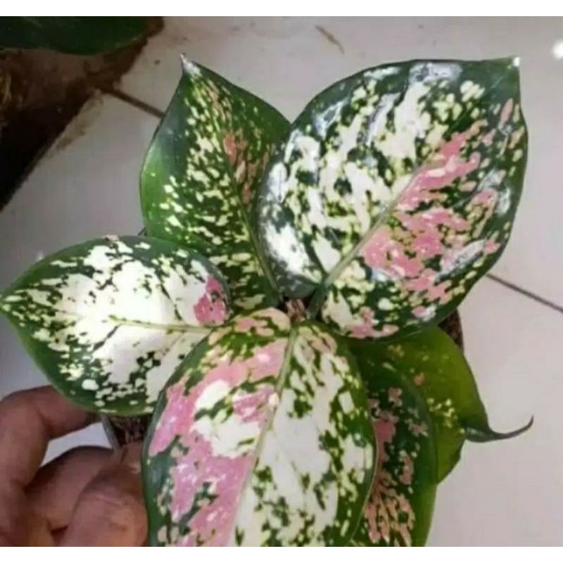 Bibit bonggol aglonema Tricolor