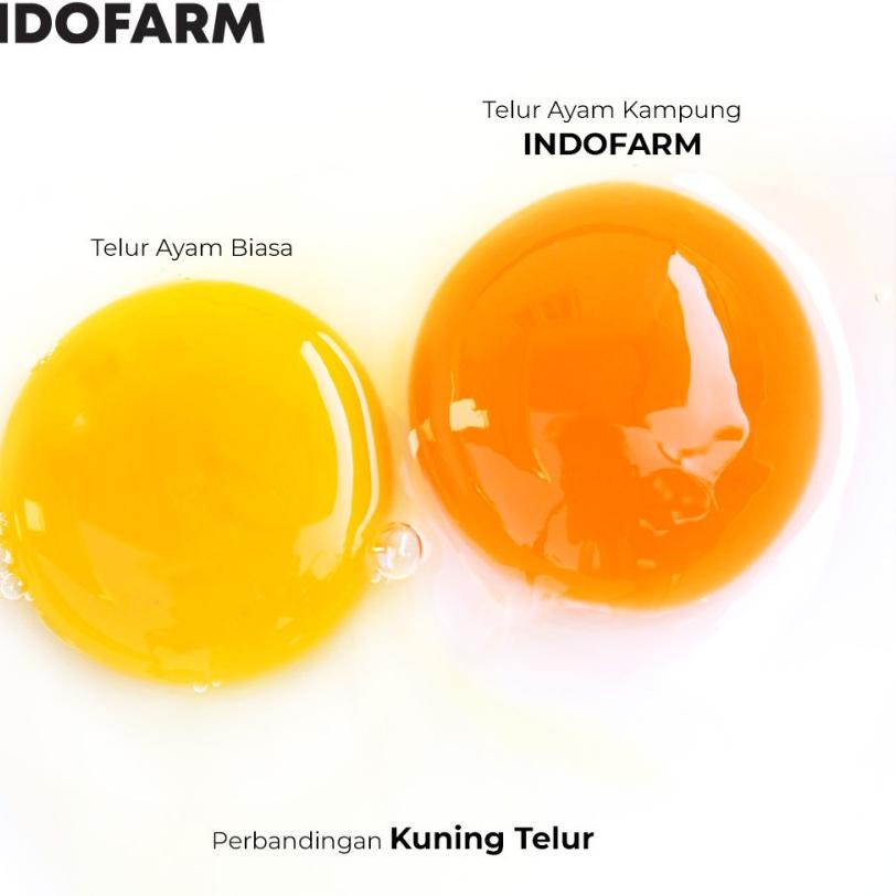 

(TERBARU) READY ! Telur Ayam Kampung Asli (Omega) isi 20 butir - INDOFARM ™ terbaik