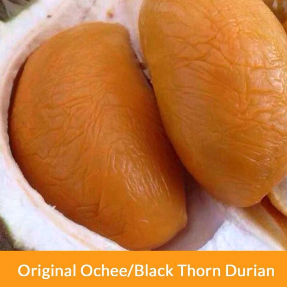 Benih Bibit Durian Black Thorn Duri Hitam