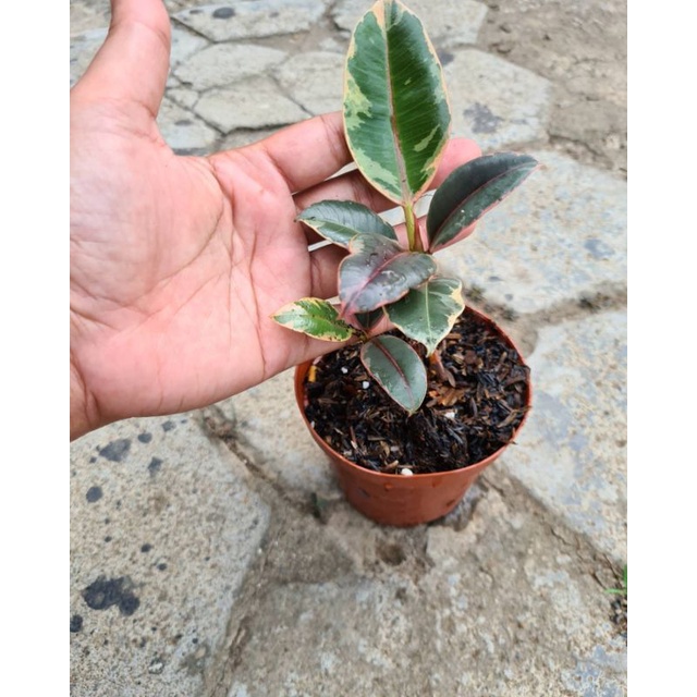 ficus elastica red ruby