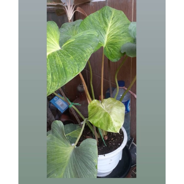 homalomena varigata / tanaman hias