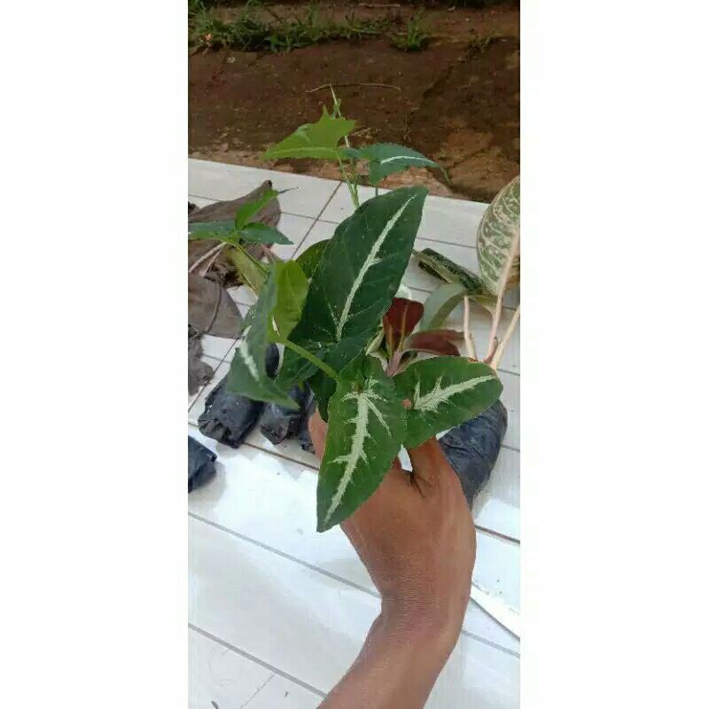 tanaman hias keladi tikus-keladi tikus-pohon bibit hias keladi tikus-caladium tikus