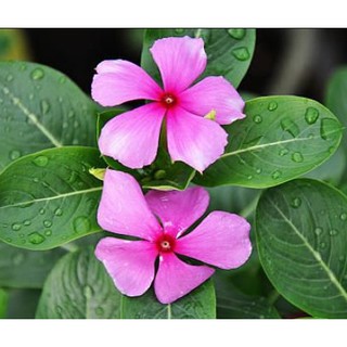 10butir biji benih bunga vinca mixed colort warna dan ...