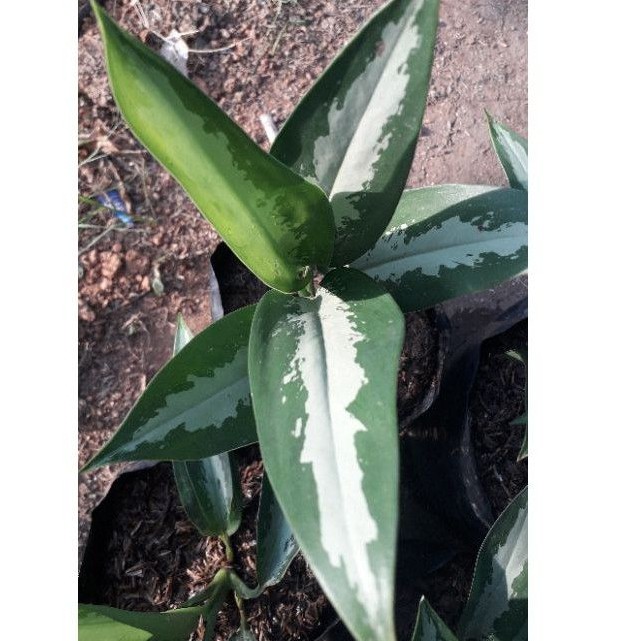 AGLONEMA GIVEN KERISAN / AGLONEMA GIVEN / AGLONEMA GIVEN KERIS / BIBIT AGLONEMA / TANAMAN AGLONEMA