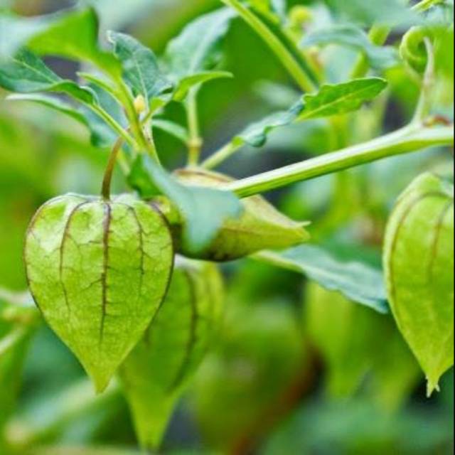 Bibit ceplukan ( tanaman herbal ), per polibek 2 pohon