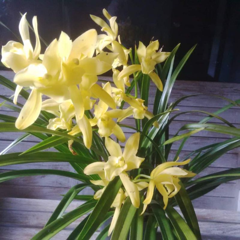 Cymbidium Golden Boy