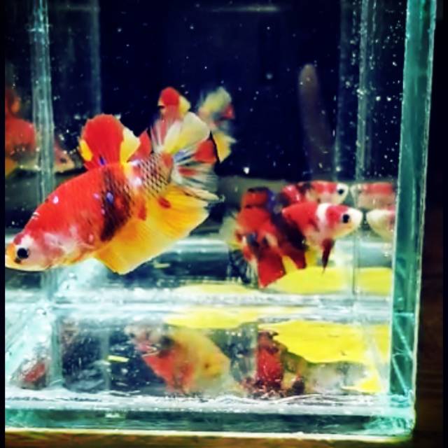 Ikan cupang Nemo galaxy sepasang