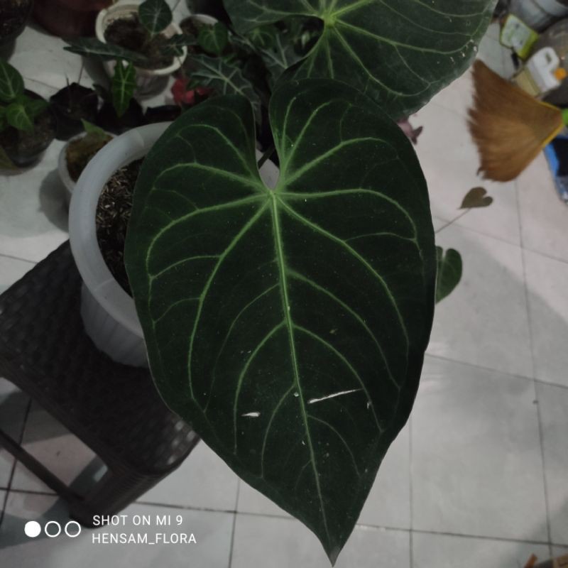 Anthurium Regale Peru cutting bonggol