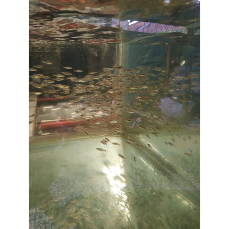 Rasbora Hengeli