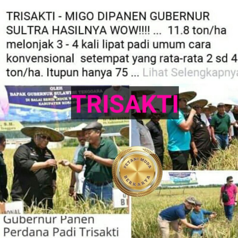 Benih Padi Trisakti tercepat panen bibit unggul potensi hasil melimpah terbukti 11 ton perhektar org