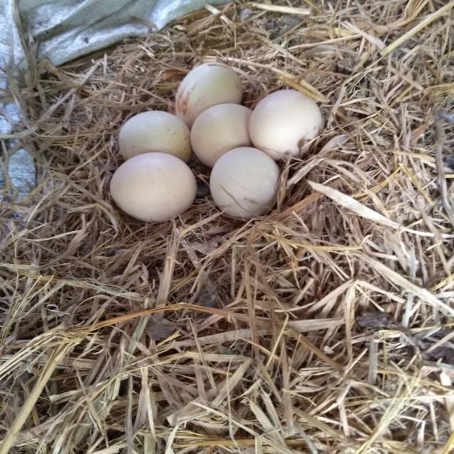 

Telur ayam kampung isi 6.