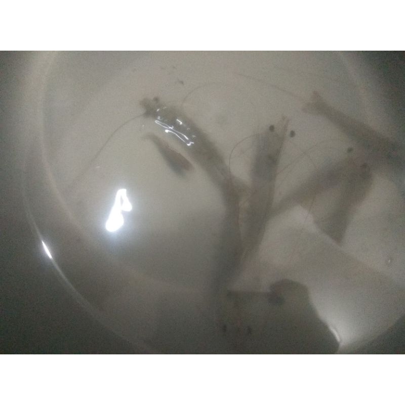 udang hidup