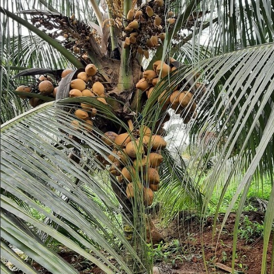 Bibit Kelapa Gading Kuning / Kelapa Cengkir / Tanaman Kelapa Gading Murah